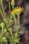 Coastal plain goldenaster